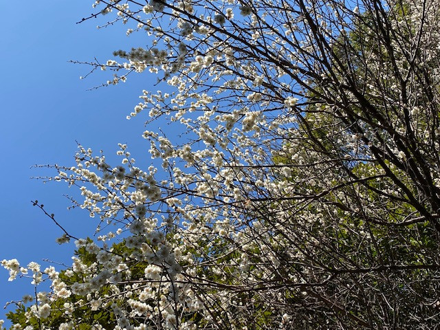 春はすぐそこ☆